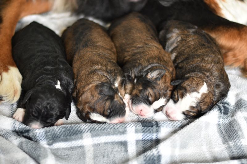 4 Sweet Bernedoodle Puppies
